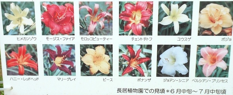 Hemerocallis Nagai